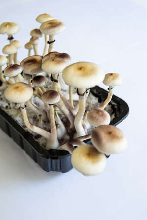 Fresh Psilocybin shroom. Hallucinogenic Psychedelic drug. Fresh Psilocybin shroom. Fungi hallucinogen. Psilocybin cubensis mushroom. Growing Albino A strain. Medical research of psilocybin . Magic shroom.の写真素材