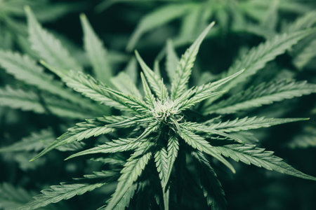 Growing Indoor marijuana at home. Cannabis Growing. Close up. Cultivation growing under led light....