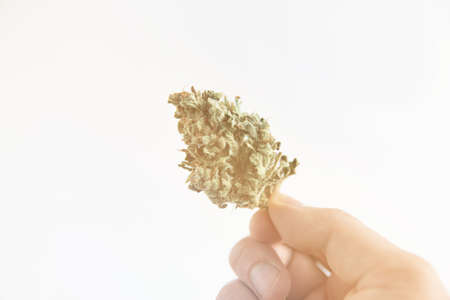 The sugar pot leaves on buds. cannabis buds in glass jar. Marijuana nature. White background. CBD THC herb. Harvest weed time. Sativa medical health. Mans hands trimming marijuana bud.の写真素材