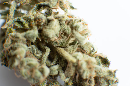 Cannabis weed bud macro. Sativa Indica medical health. White background Vartical shot. Marijuana nature bud close up. THC Kief in grinder. The pot leaves on buds CBD.の写真素材