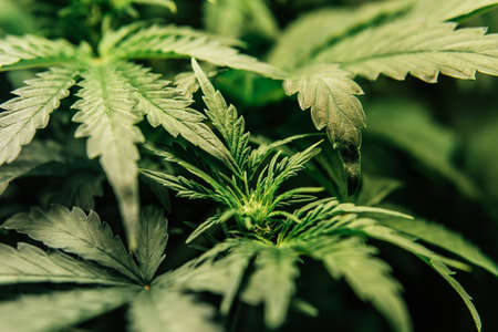 Cultivation growing under led light. Indoor marijuana at home. Marijuana in grow tent. Growing Cannabis Growing. Close up. Vegetation of Cannabis.の写真素材