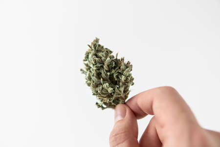 cannabis buds in glass jar. Mans hands marijuana bud. Marijuana nature. CBD THC herb. White background. Harvest weed time. The sugar pot leaves on buds Sativa medical health.の写真素材