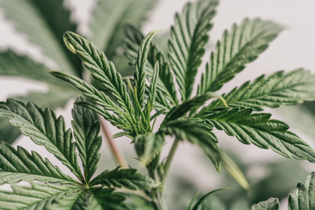 Vegetation of Cannabis. Close up. Indoor marijuana at home. Growing Cannabis Growing. Cultivation...