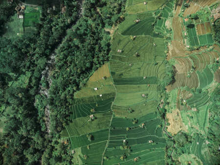 rice fields terrace, Bali, Indonesiaの写真素材