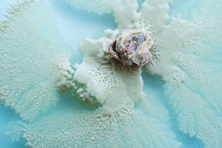 Mushroom cultivation. Fungi culture on petri dish plate. Macro. top view. Fungi culture on petri dish plate. Mycelium of mushrooms on agar in a petri dish.の写真素材