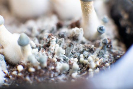 growing Albino A strain. Growing Albino A strain. Psilocybin cubensis mushroom. Fresh Psilocybin...