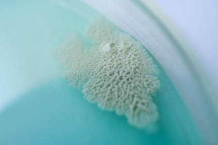 Mushroom cultivation. Fungi culture on petri dish plate. top view. Fungi culture on petri dish...