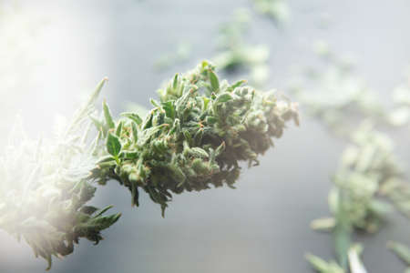 Trim before drying. Growers trim cannabis buds. Growers trim their pot buds before drying. Harvest weed time has come. The sugar leaves on buds. Mans hands trimming marijuana bud.の写真素材