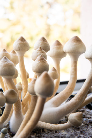 Fungi hallucinogen. Growing Albino A strain. Medical research of psilocybin. Psilocybin cubensis...