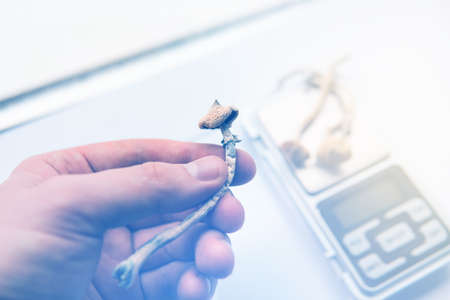Psilocybin mushroom. Psychedelic drug. Dry Psilocybe cubensis in hand. Psilocybin Mushroom. White background. Close up Magic shroom. Albino A strain.の写真素材