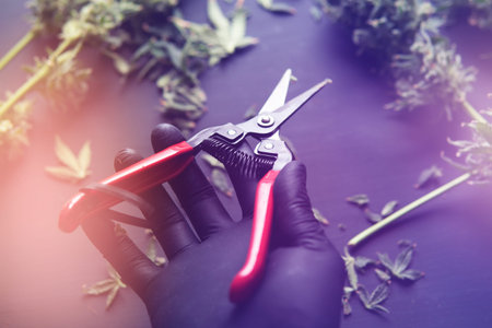 Growers trim cannabis buds. Harvest weed time has come. Growers trim their pot buds before drying....