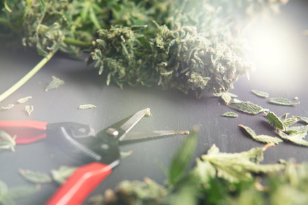 Growers trim their pot buds before drying. Growers trim cannabis buds. The sugar leaves on buds....