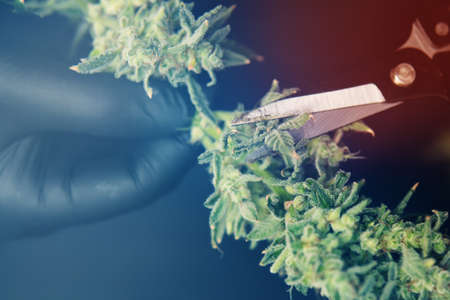 Trim before drying. Growers trim their pot buds before drying. Mans hands trimming marijuana bud. Growers trim cannabis buds. Harvest weed time has come. The sugar leaves on buds.の写真素材