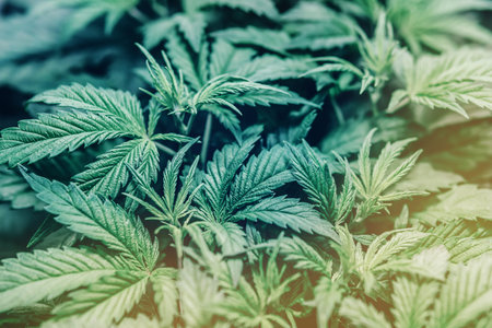 Marijuana for recreational purposes. Hydroponic method of growing cannabis.