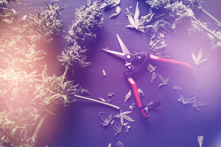 Mans hands trimming marijuana bud. Growers trim cannabis buds. Growers trim their pot buds before drying. The sugar leaves on buds. Trim before drying. Harvest weed time has come.の写真素材
