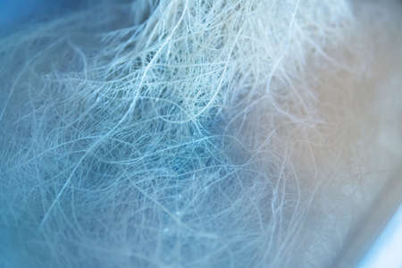 Growing cannabis indica. Marijuana vegetation plants. Hemp CBD in roots. Marijuana roots in hydroponic system. Deep water culture. Roots of cannabis. cultivation cannabis.の写真素材