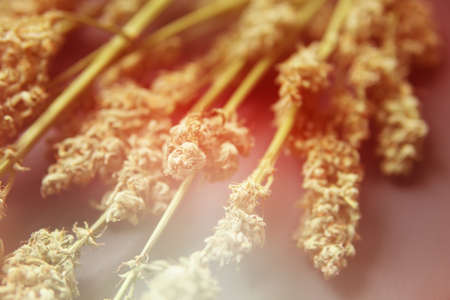 A bouquet of dry cannabis buds. Marijuana close up. Natural medical pot. Black background. CBD THC weed.の写真素材