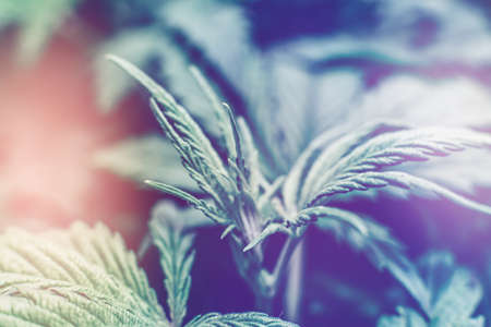 chemical formula of psilocybin on a blackboard Mushroom. Albino A strain. Psychedelic drug. Close up Magic shroom. Psilocybin mushroom. Dry Psilocybe cubensis.の写真素材