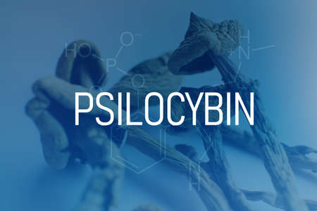 chemical formula of psilocybin on a blackboard Mushroom. Albino A strain. Psychedelic drug. Close up Magic shroom. Psilocybin mushroom. Dry Psilocybe cubensis.の写真素材