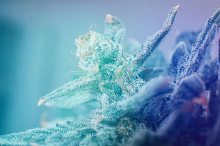 CBD cannabis OIL close up, product of hemp, medical marijuanaの写真素材