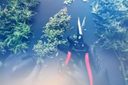 CBD cannabis OIL close up, product of hemp, medical marijuanaの写真素材