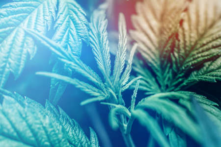 CBD cannabis OIL close up, product of hemp, medical marijuanaの写真素材