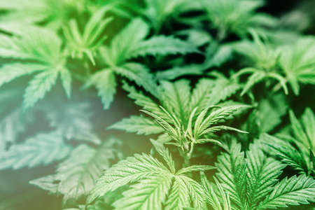 The concept of Indoor grow marijuana. Hydroponic method of growing cannabis.の写真素材
