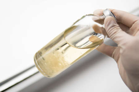 Psilocybe cubensis. Psilocybe cubensis. Medicines Mushroom cultivation. Grow Magic mushroom. Psilocybin mushroom. Liquid culture of mycelium.の写真素材