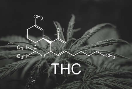 cultivation cannabis, Cannabis vegetation plants, grow marijuana leaves on light, light leaks hemp marijuana CBD, marijuana legalization, indoor cannabis indica, white backgroundの写真素材