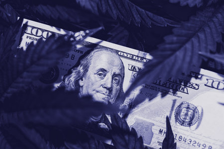 cultivation cannabis, marijuana legalization, indoor cannabis indica, Cannabis vegetation plants,...