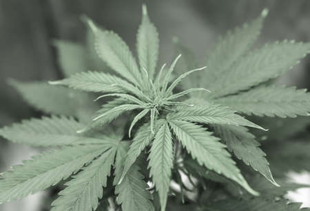 vegetation hemp. cultivation in an indoor marijuana. A small plant of cannabis seedlings. Close up. Seedling in the ground in the sun,の写真素材
