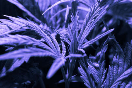 cultivation cannabis, light leaks hemp marijuana CBD, marijuana legalization, indoor cannabis indica, Cannabis vegetation plants, grow marijuana leaves on light,の写真素材