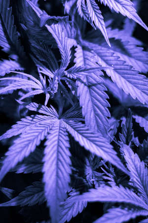 cultivation cannabis, light leaks hemp marijuana CBD, marijuana legalization, indoor cannabis indica, Cannabis vegetation plants, grow marijuana leaves on light,の写真素材