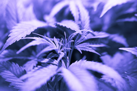 Cannabis vegetation plants, grow marijuana leaves on light, cultivation cannabis, light leaks hemp marijuana CBD, marijuana legalization, indoor cannabis indica,の写真素材