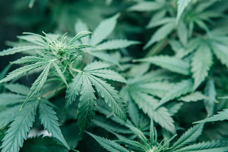 Growing cbd thc weed. Green sativa background. Marijuana green herb. cannabis grow medical. Nature pot plant.の写真素材