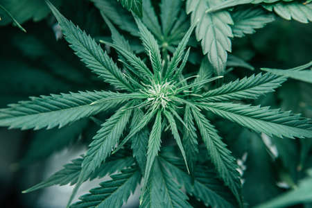Growing cbd thc weed. Green sativa background. Marijuana green herb. cannabis grow medical. Nature pot plant.の写真素材