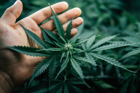 Green sativa background. Growing cbd thc Marijuana . Nature pot plant. weed green herb.の写真素材