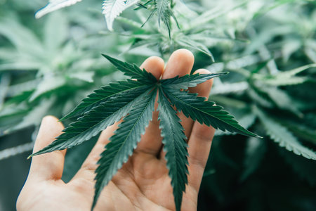 Nature pot plant. Green sativa background. weed green herb. Growing cbd thc Marijuana