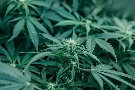 Growing cbd thc cannabis. Green sativa background. Weed green herb.