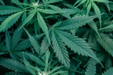 Green sativa background. Marijuana green herb. Nature pot plant. Growing cbd thc weed. Indoor cannabis grow medical.の写真素材