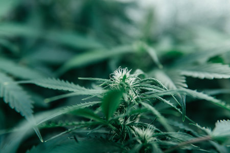 white background cultivation cannabis, Cannabis vegetation plants, light leaks hemp marijuana CBD, marijuana leaves on light, marijuana legalization, indoor grow cannabis indica,の写真素材