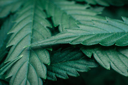 Nature pot plant. Indoor cannabis grow medical. Green sativa background. Marijuana green herb....