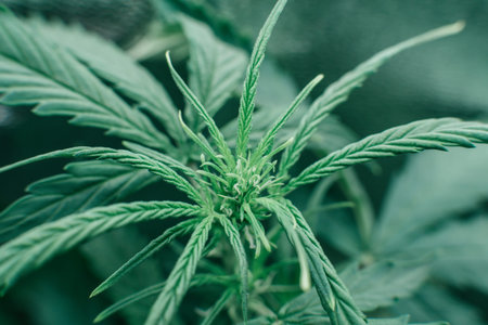 Growing cbd thc Marijuana. Nature pot plant. Indoor cannabis grow medical. weed green herb. Green...