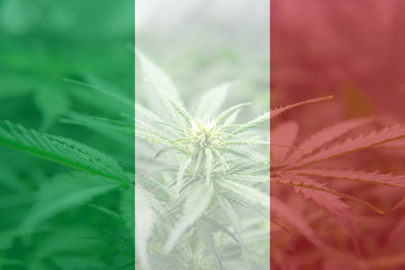 Psilocybin mushroom. Magic shroom in hand. Dry Psilocybe cubensis. energy micro dosing. Medicines physical. Psychedelic microdosing.の写真素材