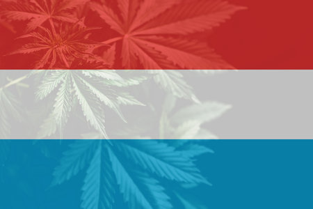 Psilocybin mushroom. Magic shroom in hand. Dry Psilocybe cubensis. energy micro dosing. Medicines physical. Psychedelic microdosing.の写真素材