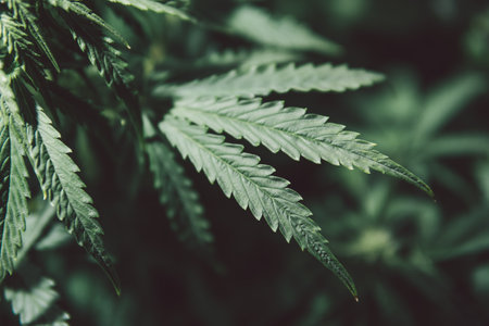 Marijuana medicine leaf. Green background. Cannabis plant. Grow sativa flowering. Hemp cultivation. Cbd medical legalized. Weed cultivation. Nature pot herb.の写真素材