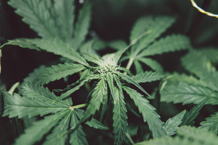 Marijuana medicine leaf. Green background. Cannabis plant. Grow sativa flowering. Hemp cultivation....