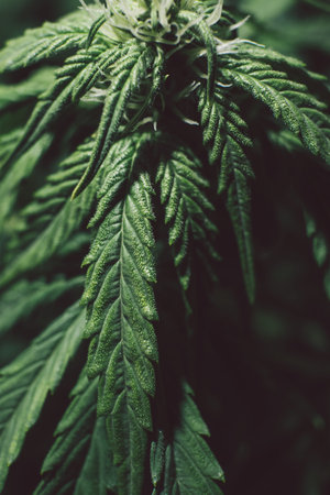 Marijuana medicine leaf. Green background. Cannabis plant. Grow sativa flowering. Hemp cultivation....