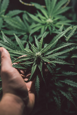Marijuana medicine leaf. Green background. Cannabis plant. Grow sativa flowering. Hemp cultivation....