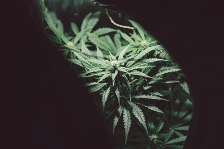 Hemp cultivation. Grow sativa flowering. Weed cultivation. Marijuana medicine leaf. Nature pot herb. Cannabis plant. Green background.の写真素材